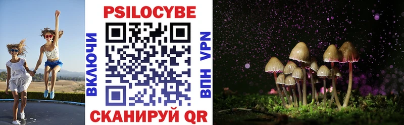 ссылка на мегу вход  Курчалой  Псилоцибиновые грибы Psilocybe 